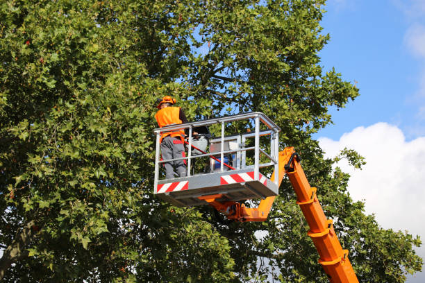 Professional Tree Services in Knollwood, IL