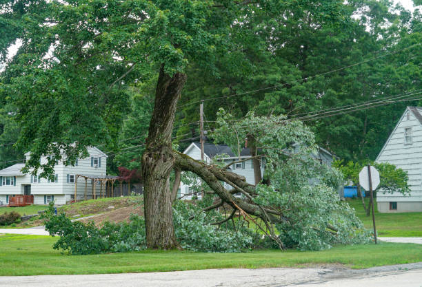 Leaf Removal in Knollwood, IL